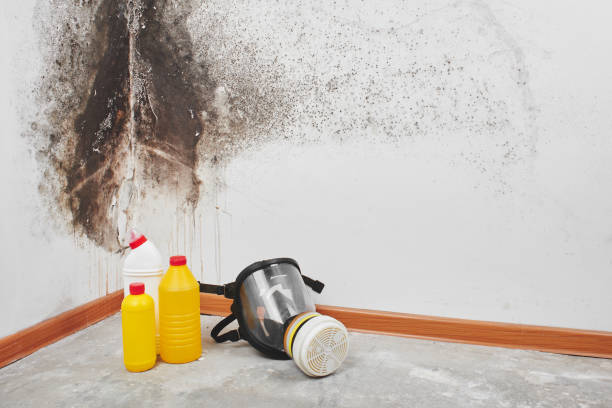 Best Mold Prevention Services  in Alameda, CA